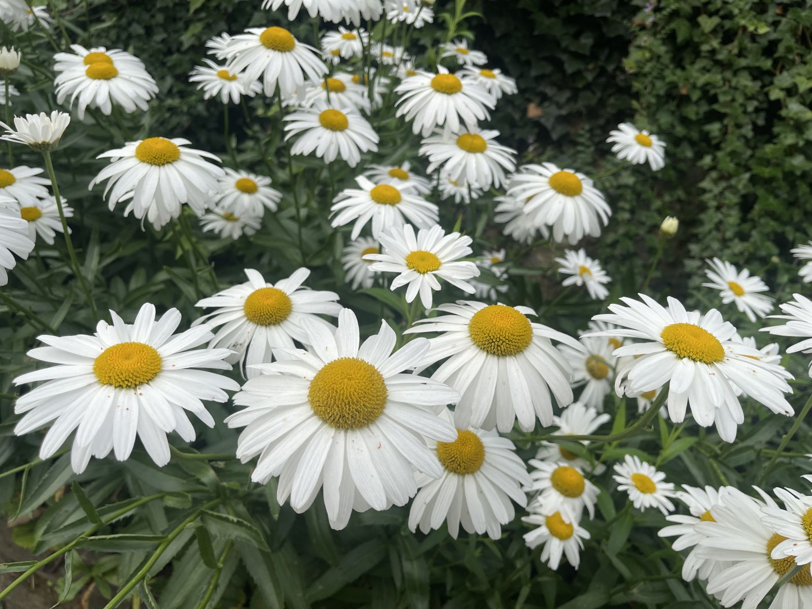 fleuriste de saison et fleurs locales